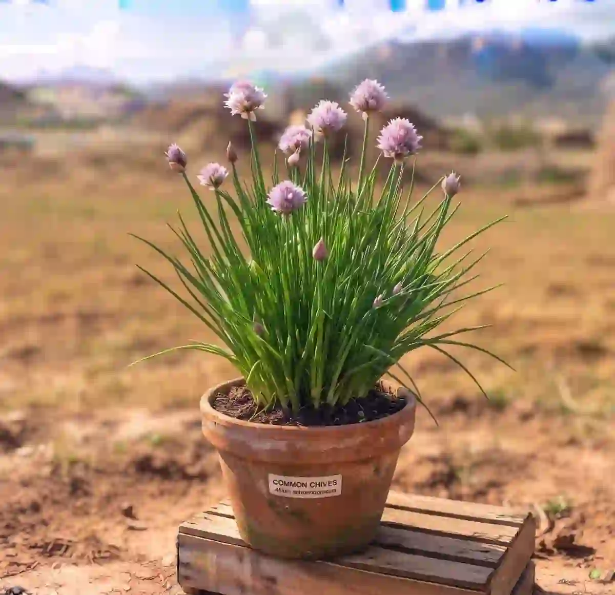 Amaryllidaceae/Allioideae (Onion Family) Plants